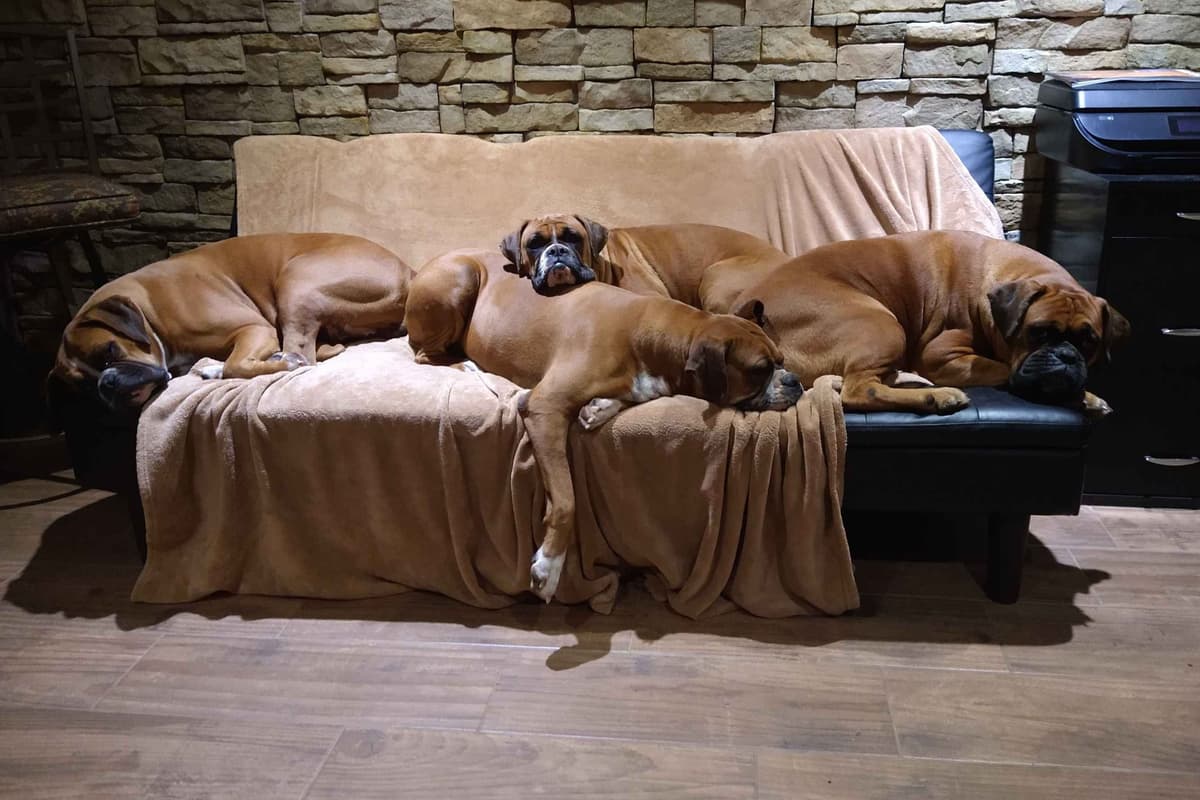 Boxer Puppies, available 5/9/26 breeder image 1