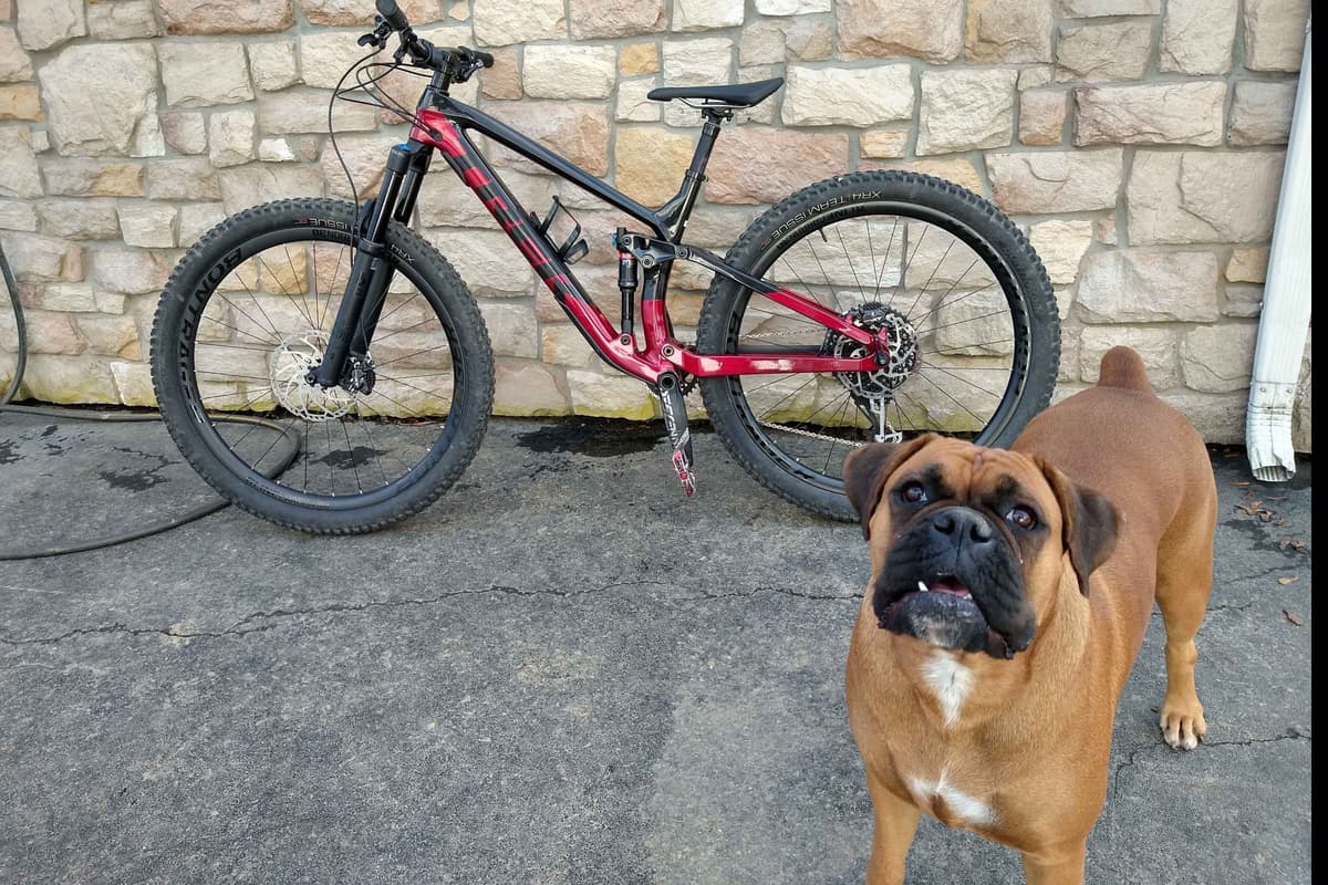 Boxer Puppies, available 5/9/26 breeder image 14