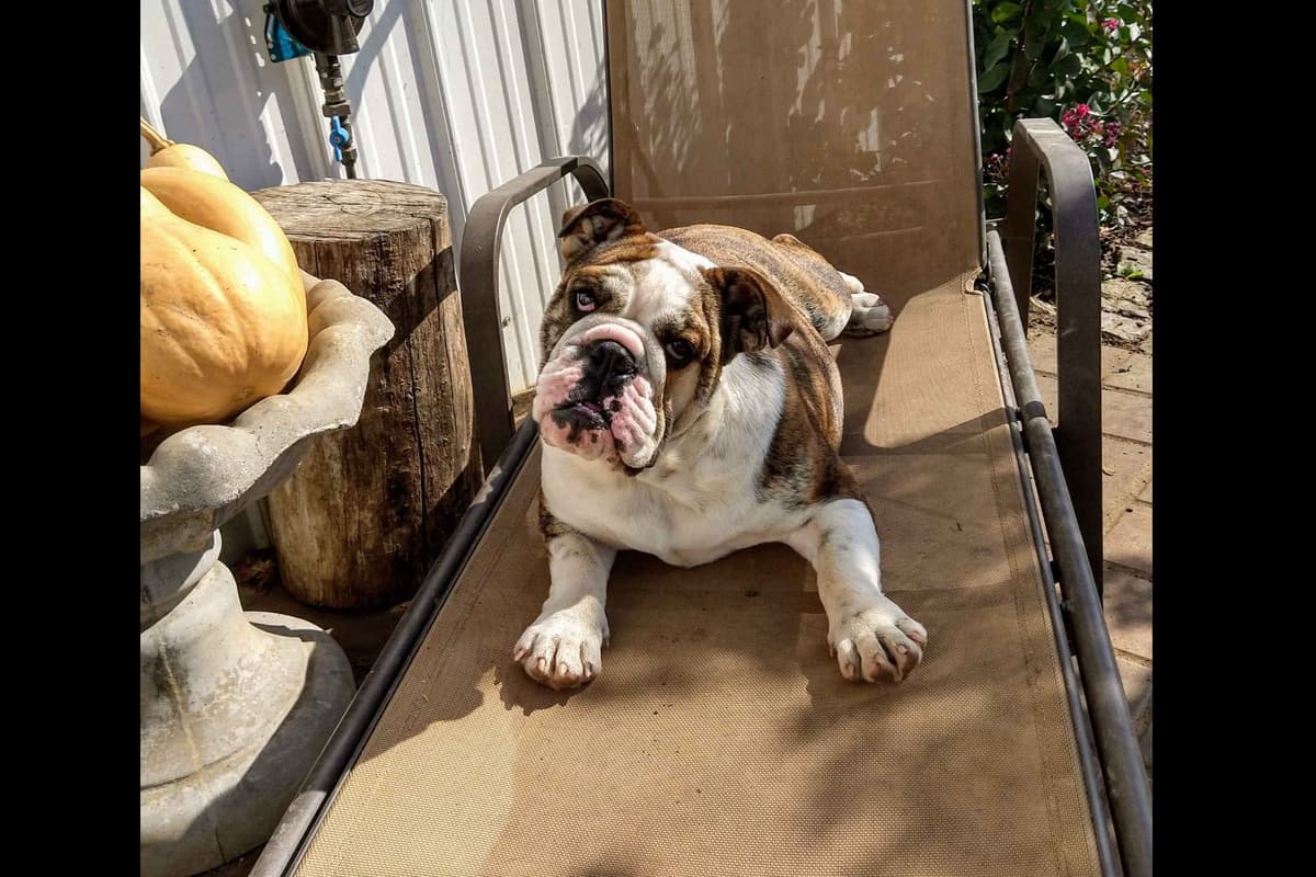 Boxer Puppies, available 5/9/26 breeder image 15