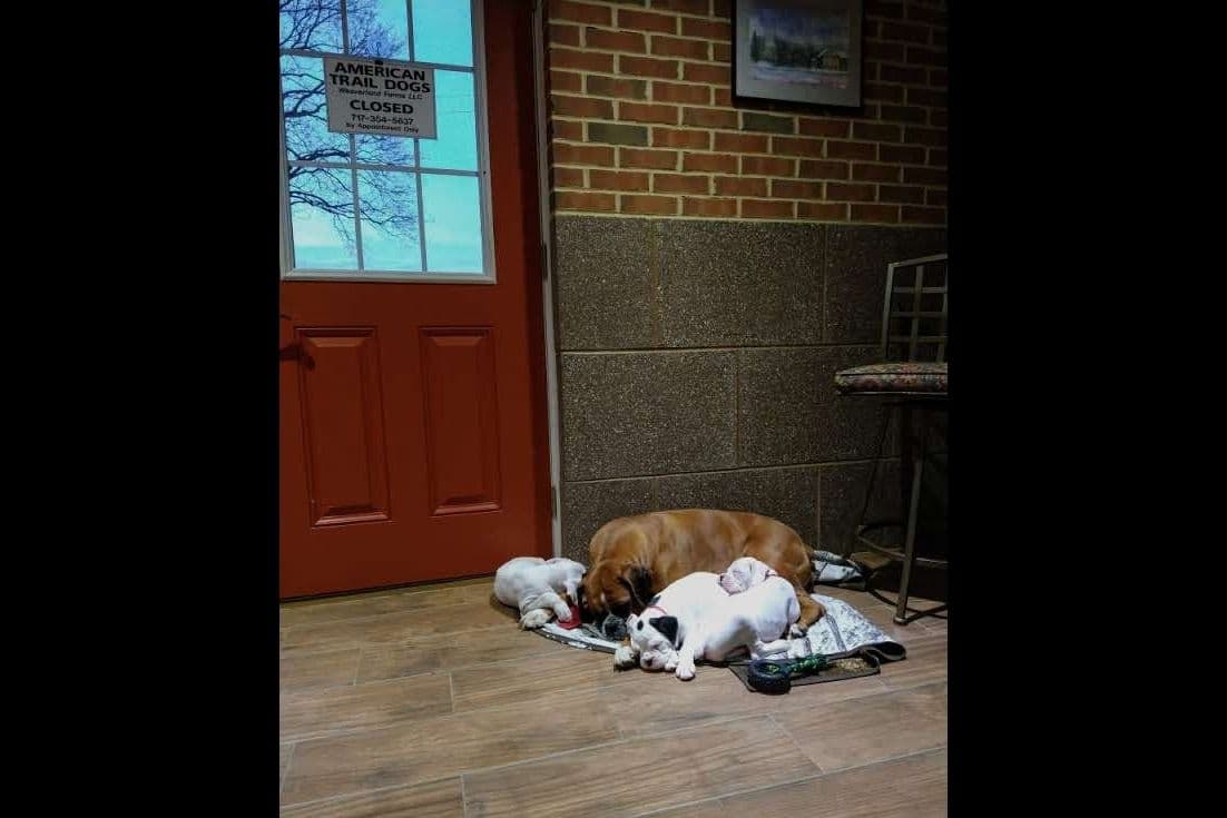 Boxer Puppies, available 5/9/26 breeder image 17