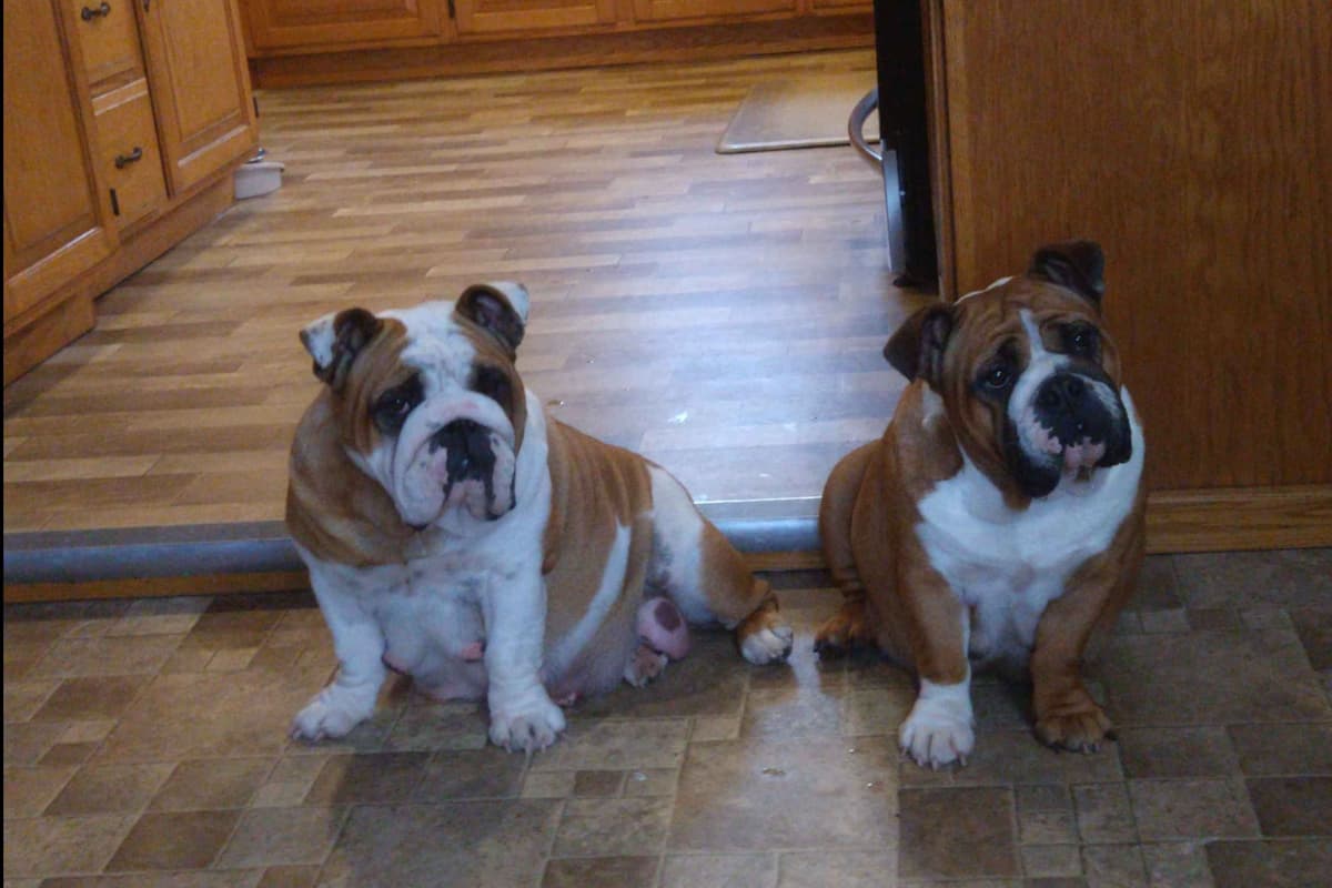 Boxer Puppies, available 5/9/26 breeder image 18
