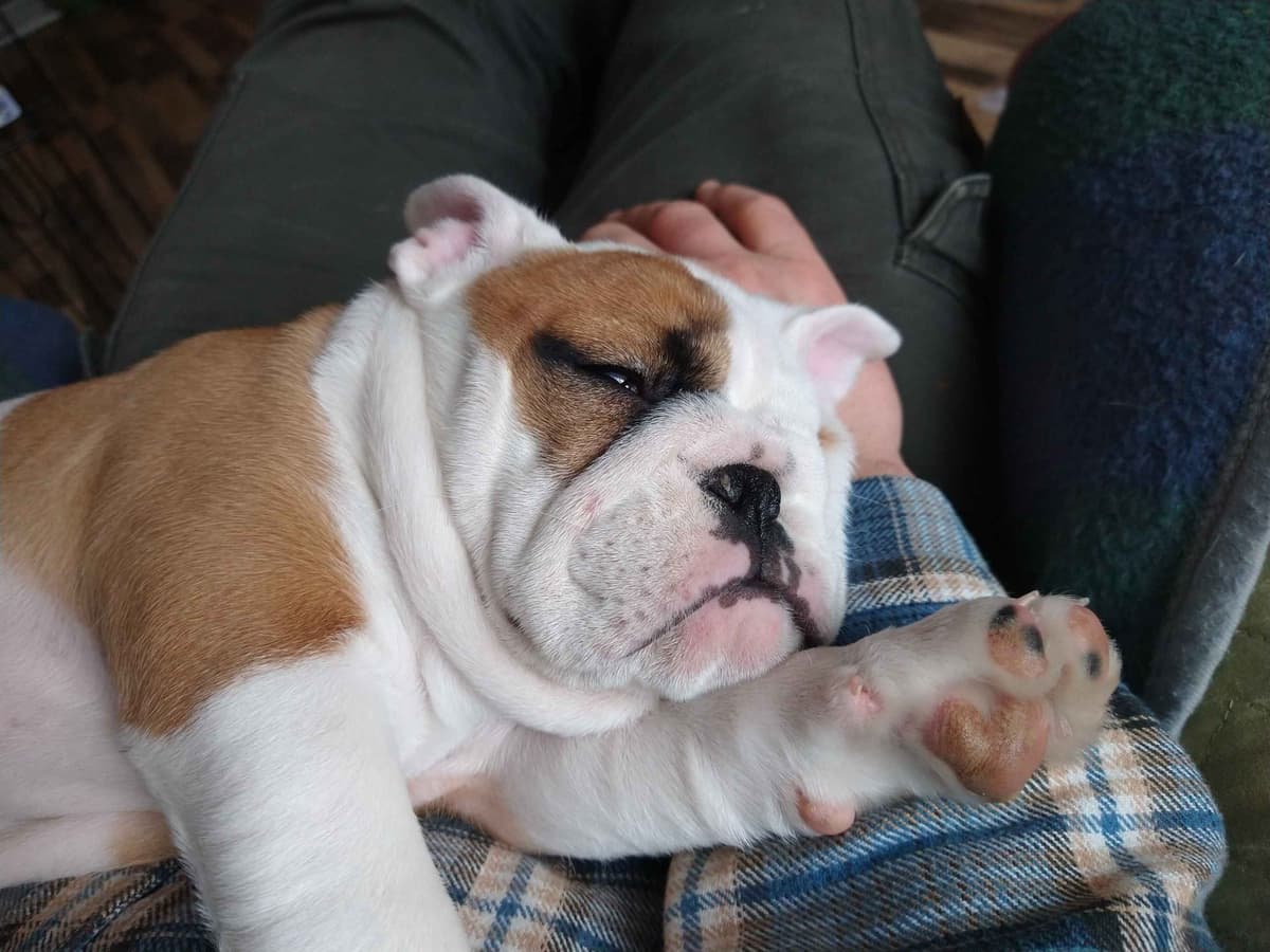 Boxer Puppies, available 5/9/26 breeder image 19