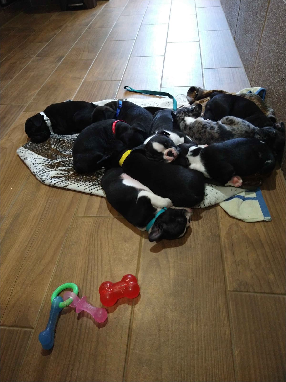 Boxer Puppies, available 5/9/26 breeder image 21