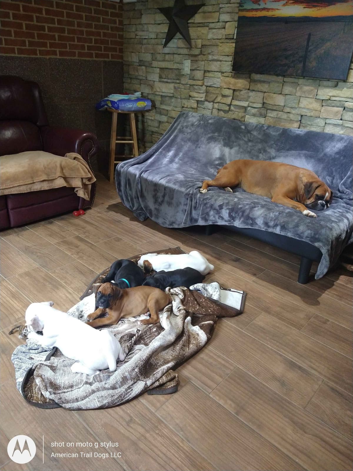 Boxer Puppies, available 5/9/26 breeder image 22