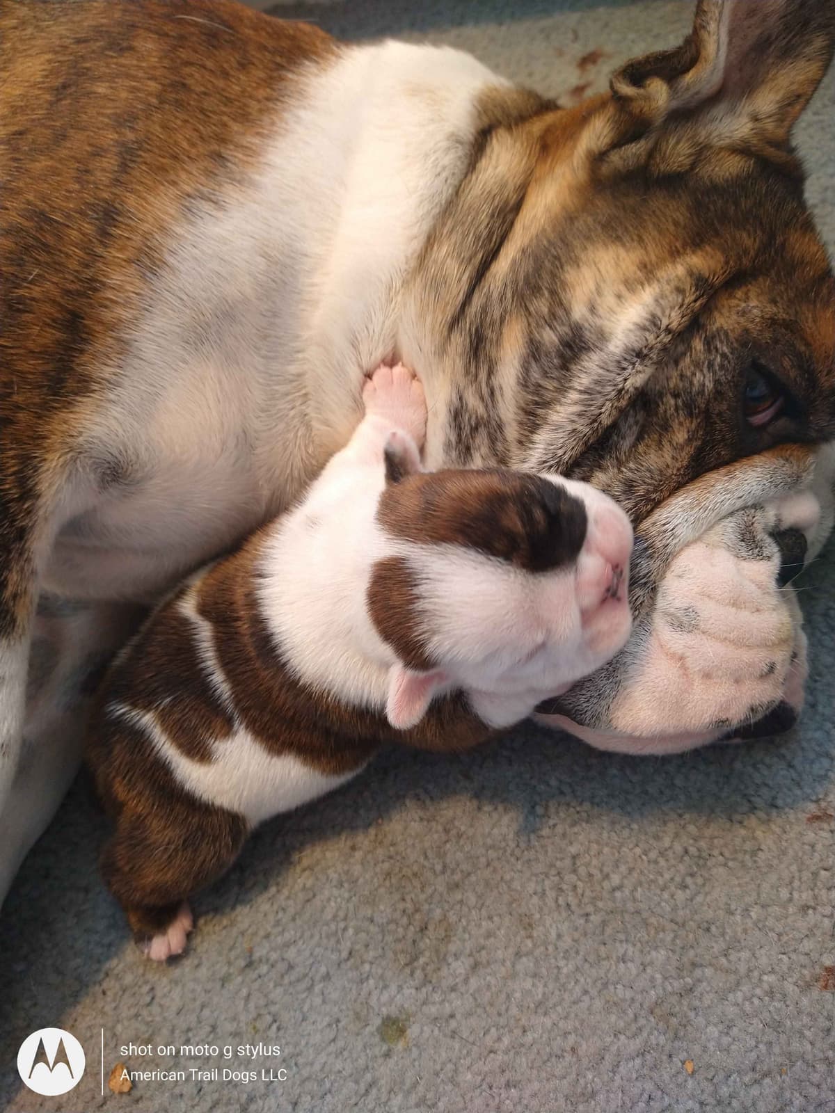 Boxer Puppies, available 5/9/26 breeder image 24