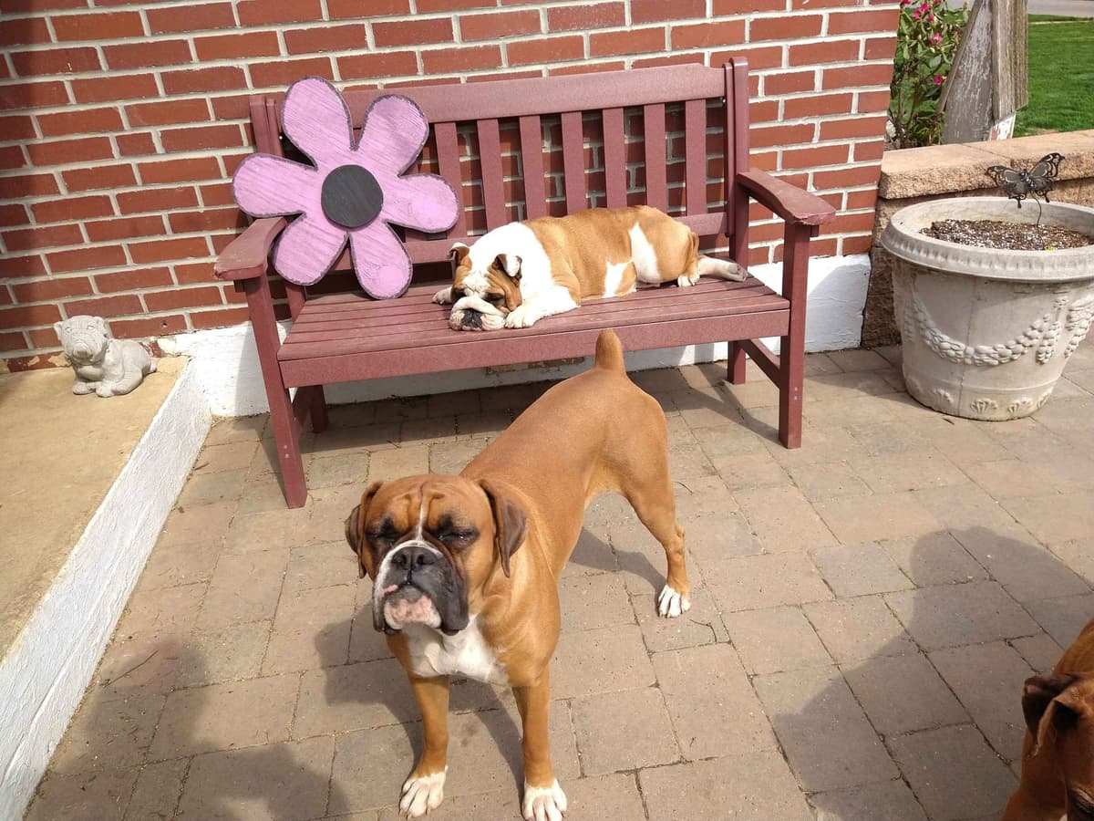 Boxer Puppies, available 5/9/26 breeder image 23