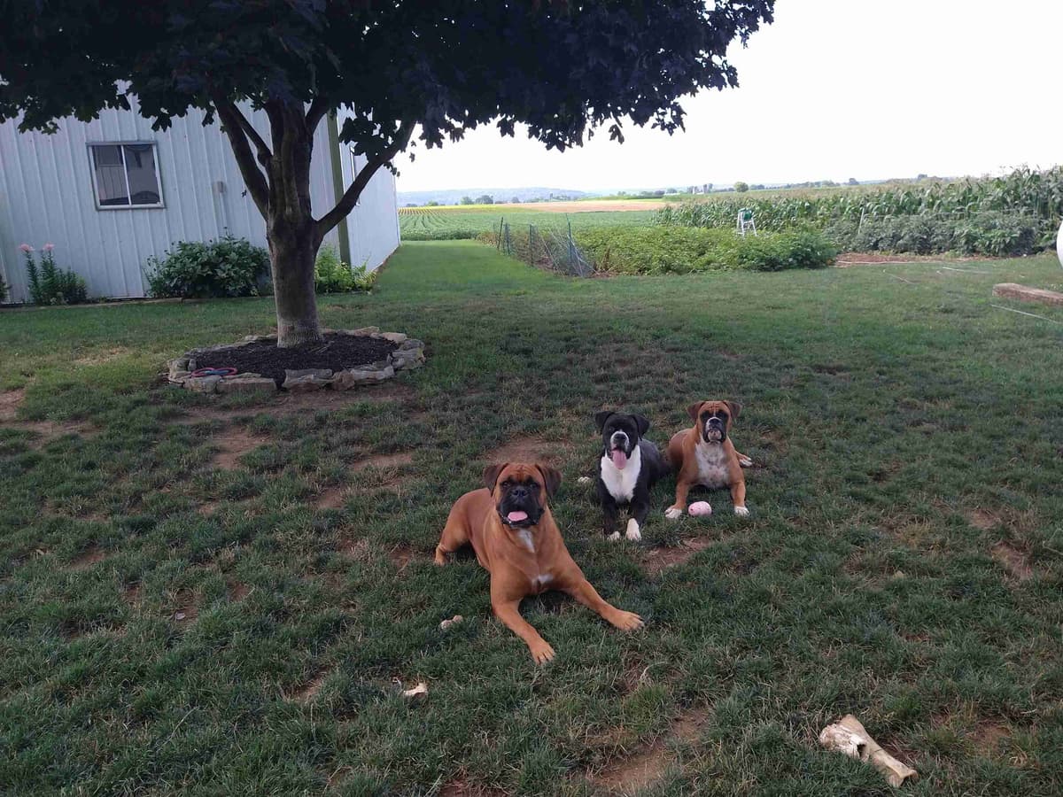 Boxer Puppies, available 5/9/26 breeder image 25