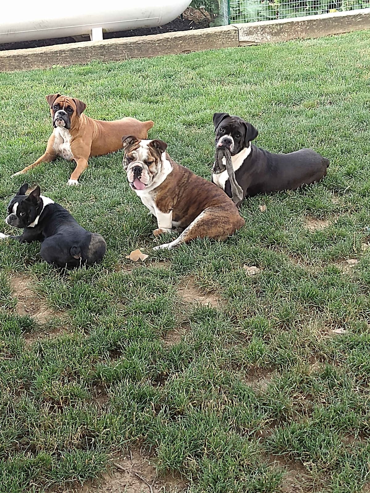 Boxer Puppies, available 5/9/26 breeder image 26