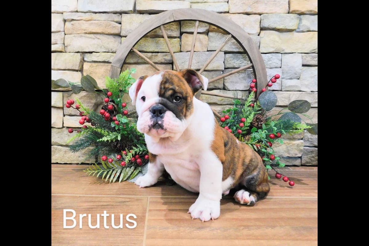 Boxer Puppies, available 5/9/26 breeder image 27