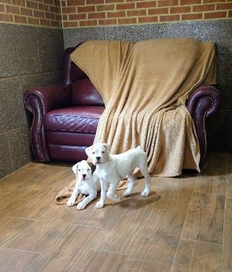 Boxer Puppies, available 5/9/26 breeder image 28