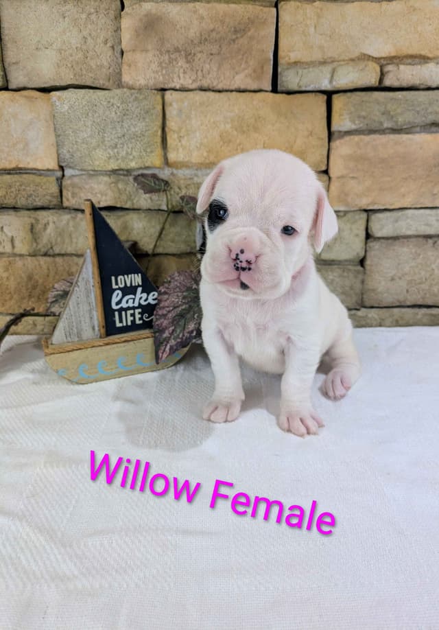 Boxer Puppies, available 5/9/26 media 2