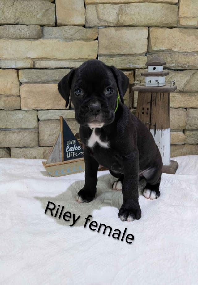 Boxer Puppies, Available July15th media 4