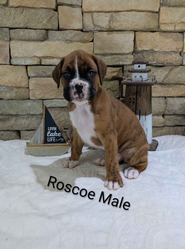 Boxer Puppies, Available July15th media 5
