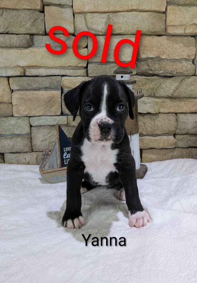 Boxer Puppies, Available July15th media 8