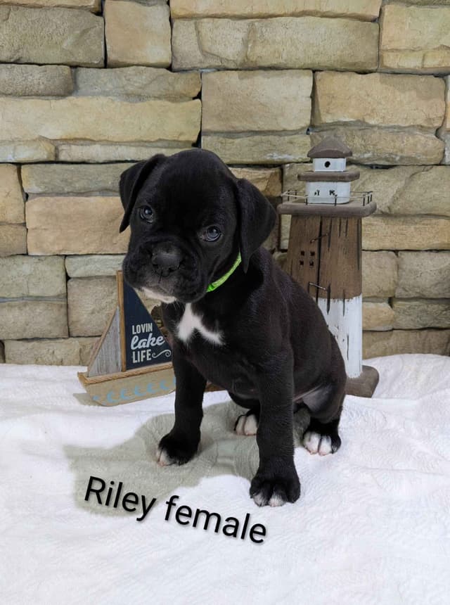 Boxer Puppies, Available July15th media 6