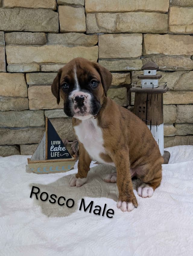 Boxer Puppies, Available July15th media 7