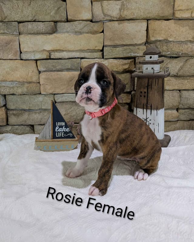 Boxer Puppies, Available July15th media 3