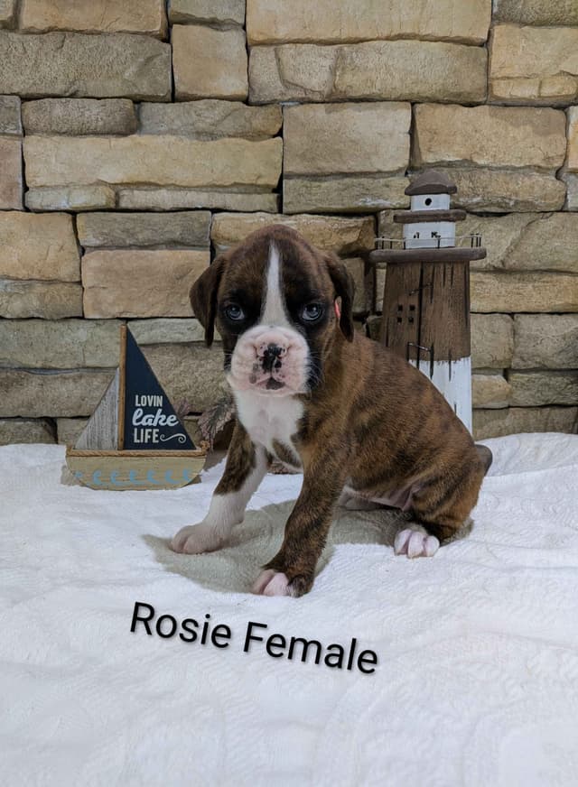 Boxer Puppies, Available July15th media 2
