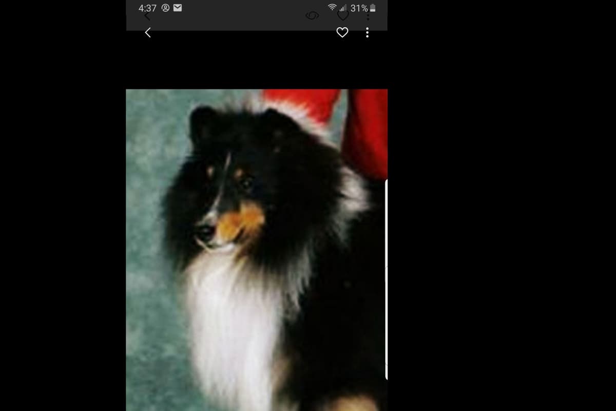 Shetland Sheepdog Puppies breeder image 1