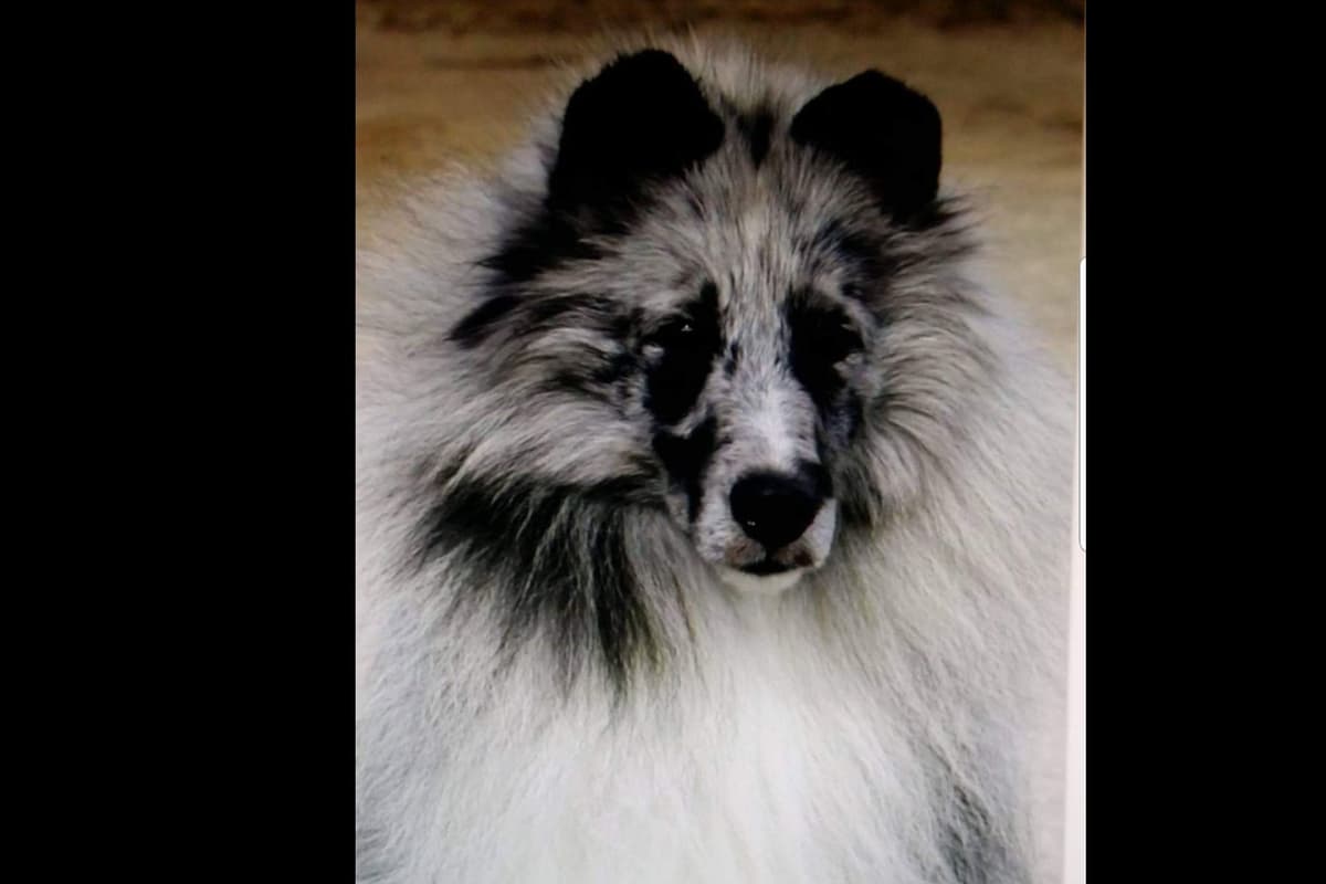 Shetland Sheepdog Puppies breeder image 6