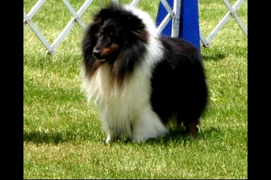 Shetland Sheepdog Puppies breeder image 8