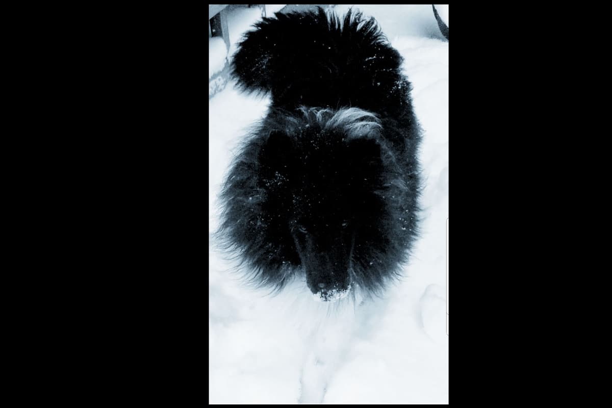 Shetland Sheepdog Puppies breeder image 9