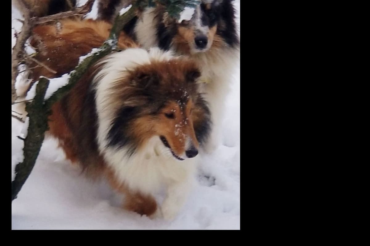 Shetland Sheepdog Puppies breeder image 10