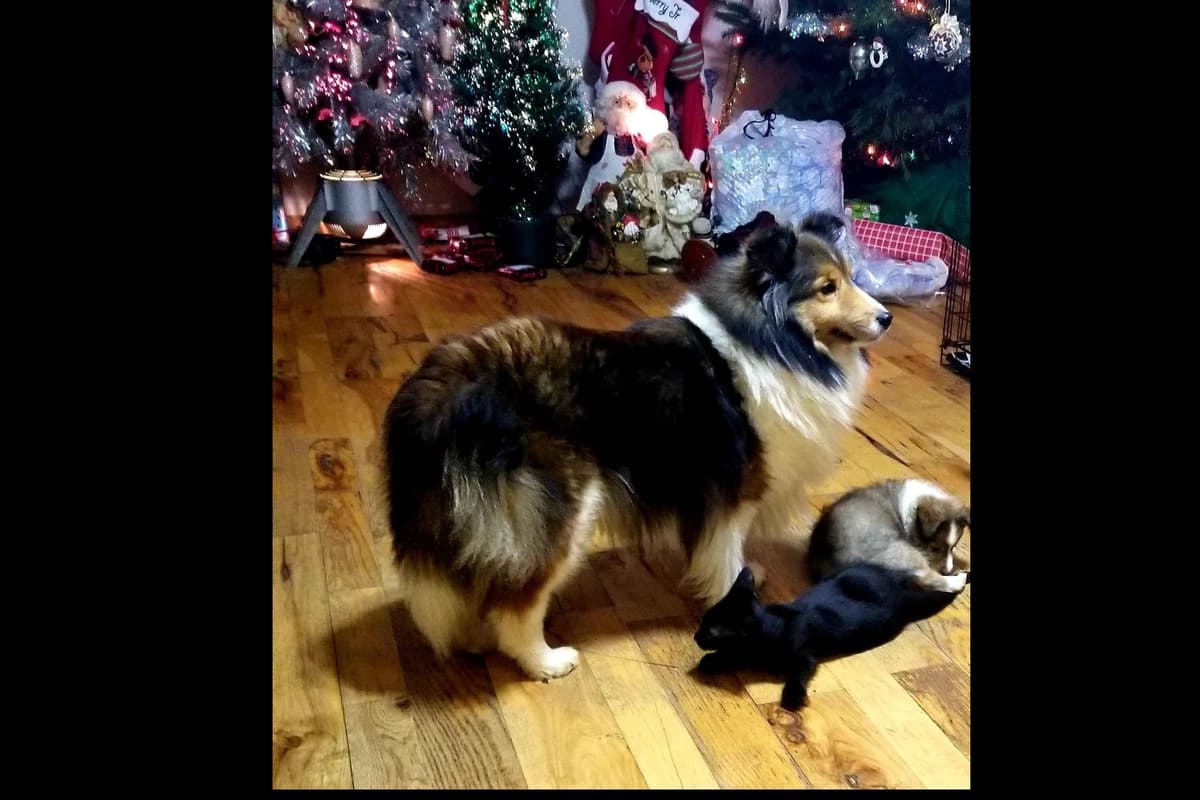 Shetland Sheepdog Puppies breeder image 11