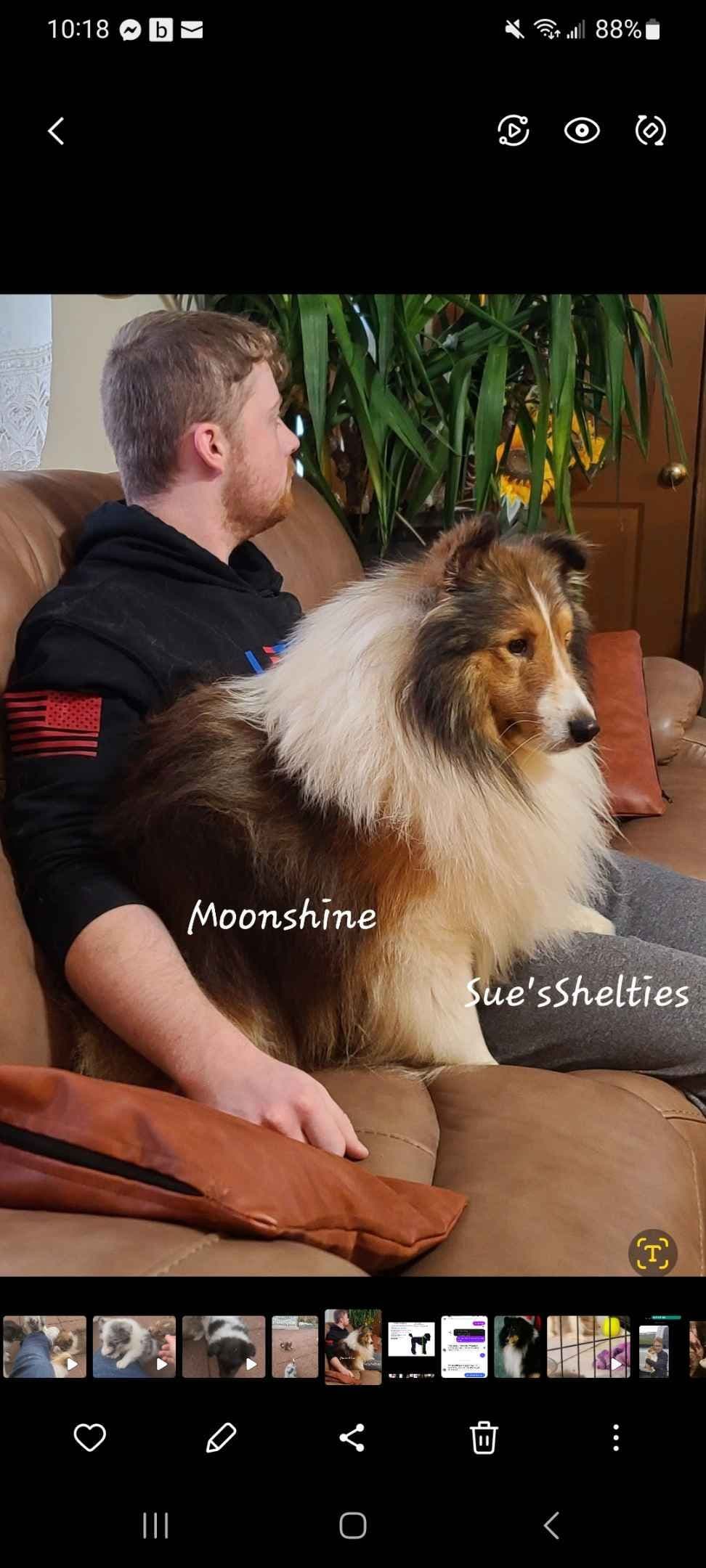 Shetland Sheepdog Puppies breeder image 12