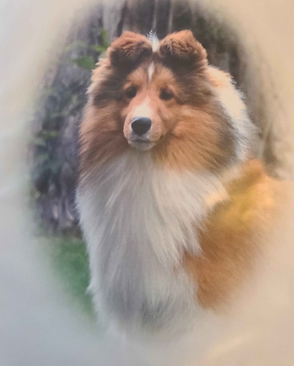 Shetland Sheepdog Puppies breeder image 13
