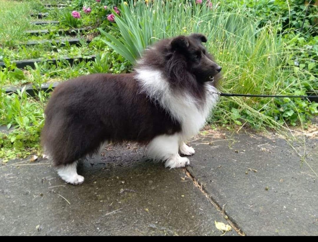 Shetland Sheepdog Puppies breeder image 14