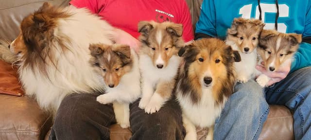 Shetland Sheepdog Puppies media 2
