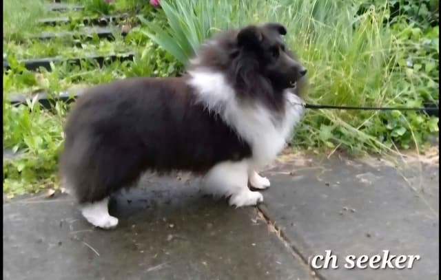 Shetland Sheepdog Puppies media 3