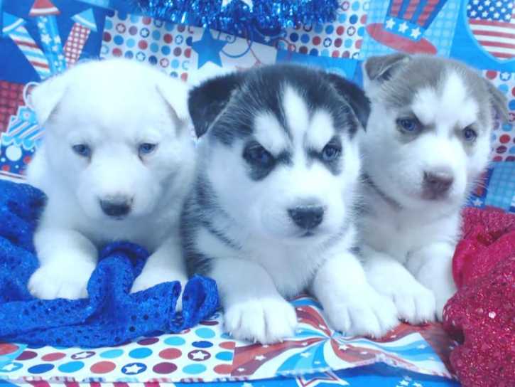Siberian Husky Puppies breeder image 17