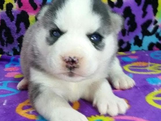 Siberian Husky Puppies breeder image 18