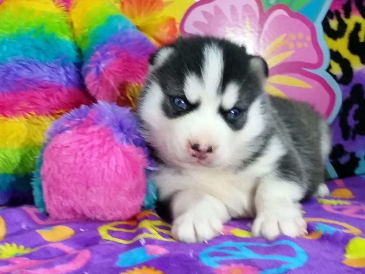 Siberian Husky Puppies breeder image 14