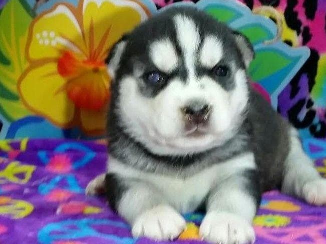 Siberian Husky Puppies breeder image 19