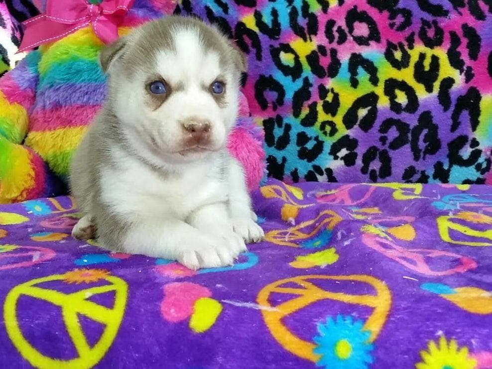 Siberian Husky Puppies breeder image 20
