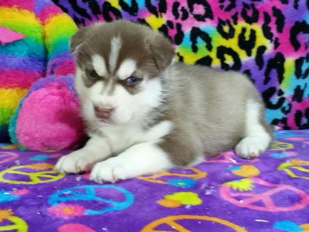 Siberian Husky Puppies breeder image 21
