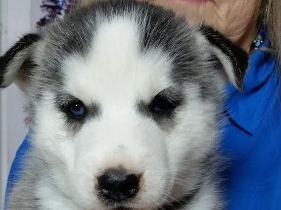 Siberian Husky Puppies breeder image 22