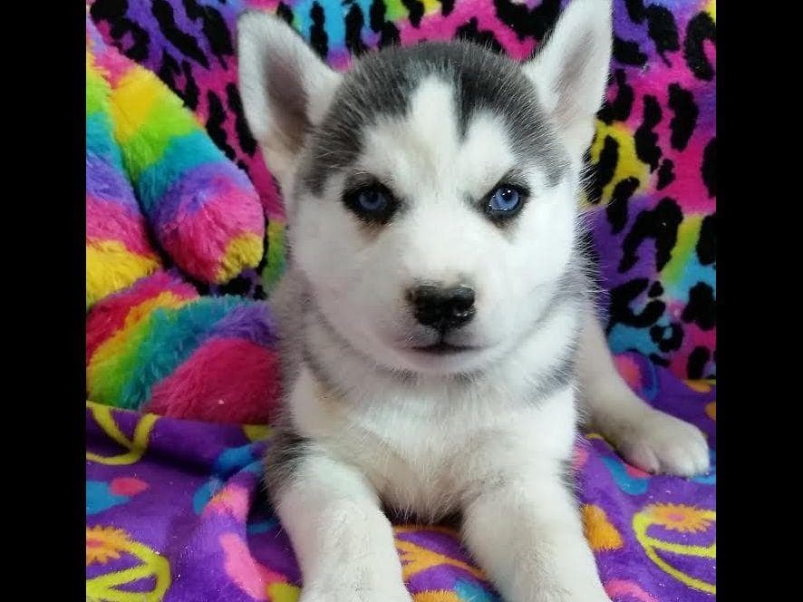 Siberian Husky Puppies breeder image 23