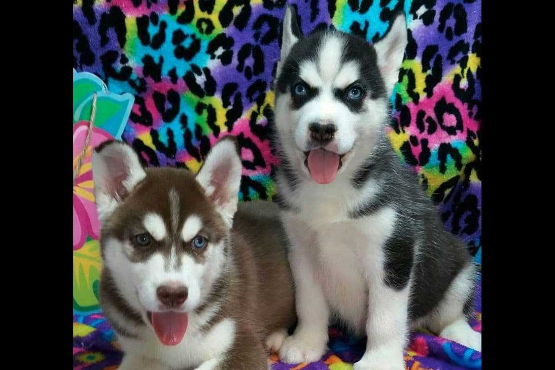 Siberian Husky Puppies breeder image 6