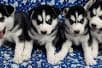 Siberian Husky Puppies breeder image 12