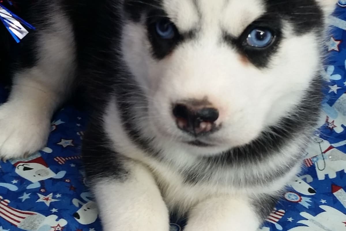 Siberian Husky Puppies breeder image 11