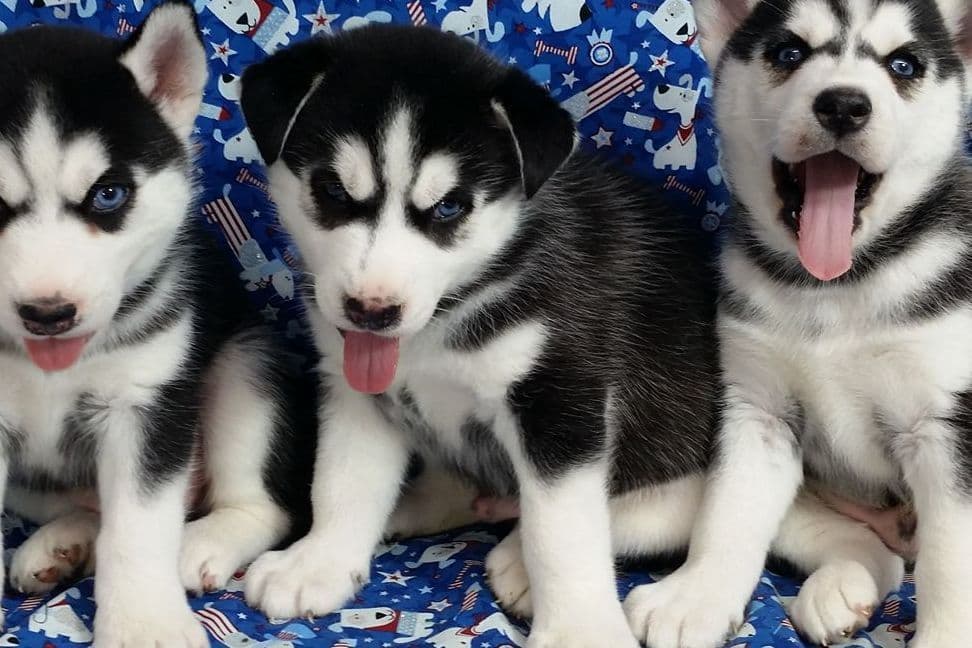 Siberian Husky Puppies breeder image 9