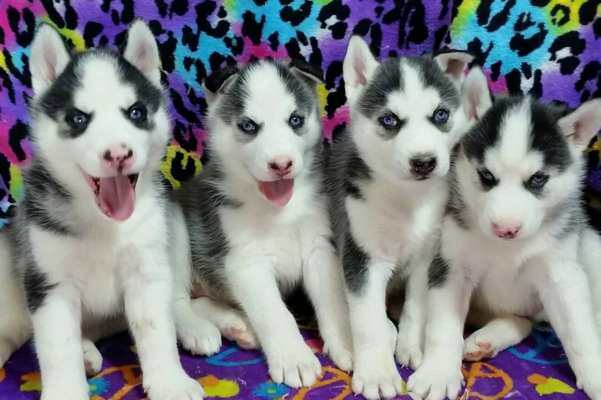 Siberian Husky Puppies breeder image 5
