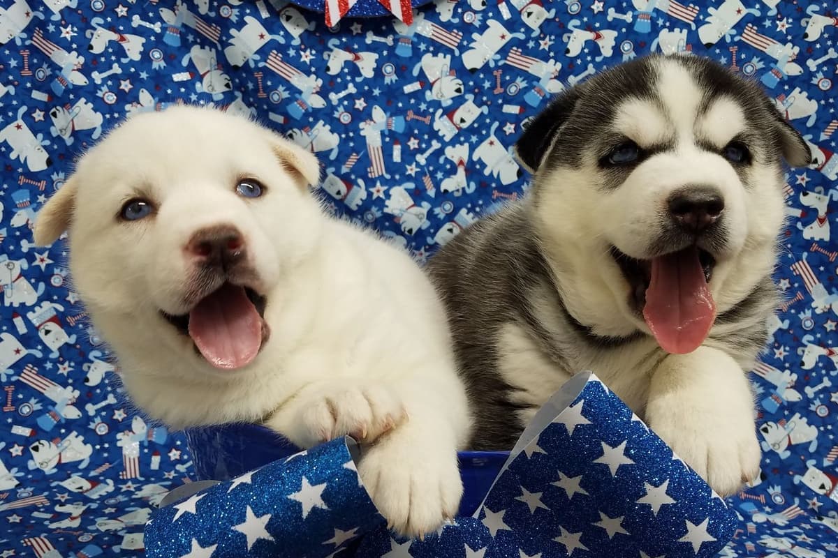 Siberian Husky Puppies breeder image 3