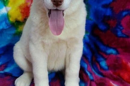 Siberian Husky Puppies breeder image 16