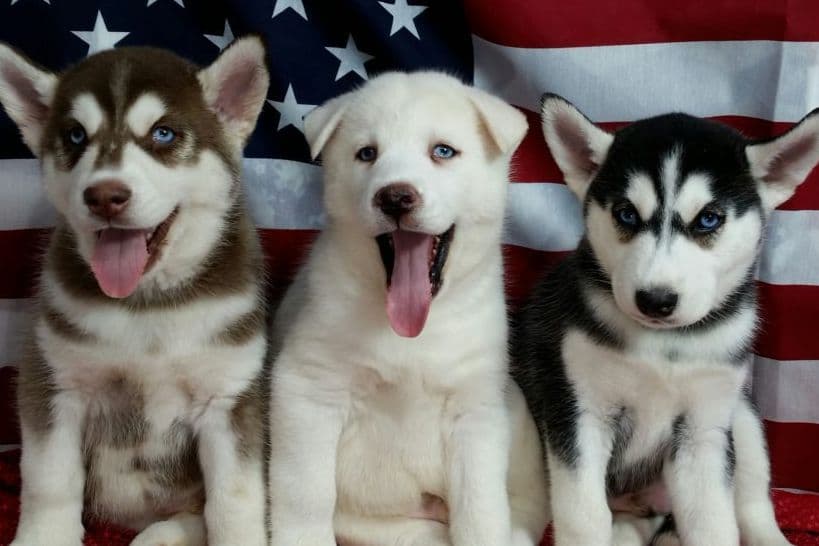 Siberian Husky Puppies breeder image 1