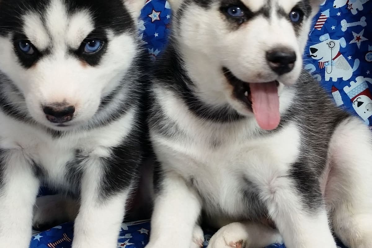 Siberian Husky Puppies breeder image 24